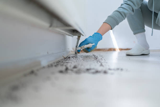Best Local Pest Control Services  in Sylvan Springs, AL
